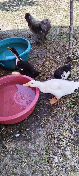 Boboci de rata polară și colorata