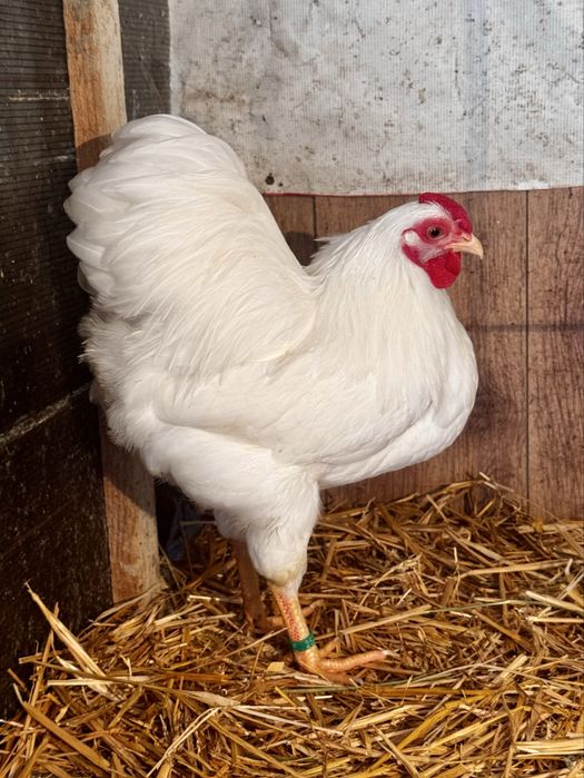 Wyandotte pitic alb