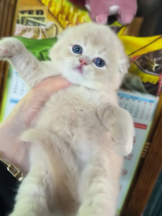 Чистокровные котята