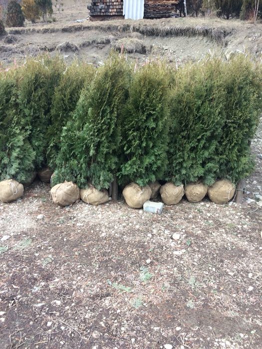 Producător Plante Ornamentale !