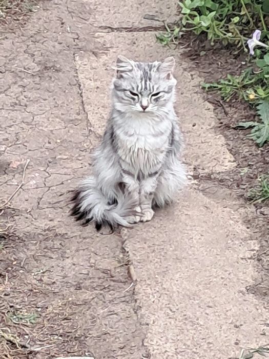 Отдам ласковую кошечку даром