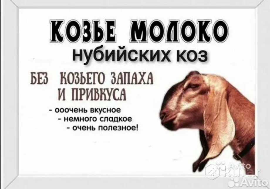 Козье Молоко Ешкі сүті ешкы ешкі коза козы