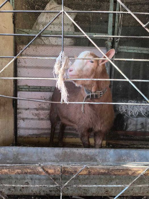 Аренда козла посуточно