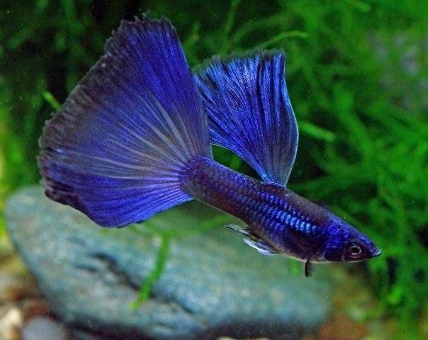 Гуппи Московский синий