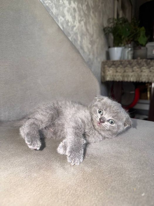 Котята чистокровные