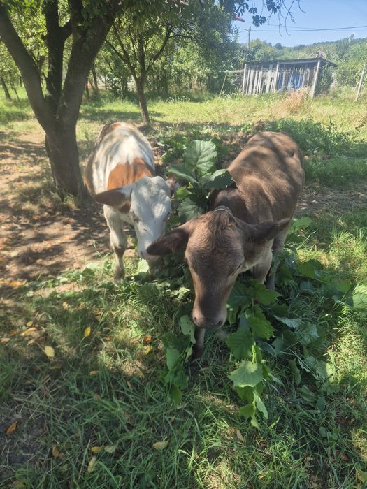 De vânzare doua  vitele de 3 luni jumate
