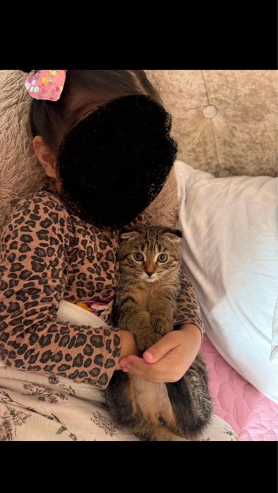 Кошка шотсландский веслоухий + британский