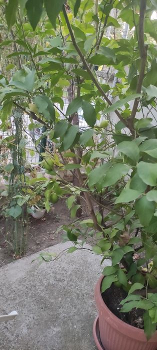 Лимонови дръвчета