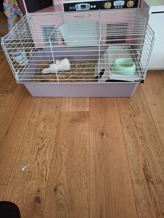 Зайче заедно с клетка