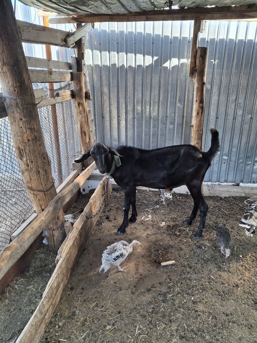 1жарым жас теке сатылады