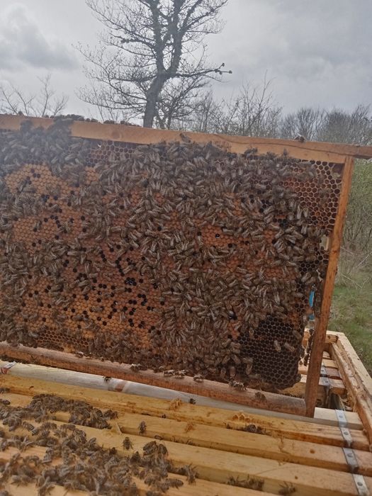 Пчелни отводки (малки пчелни семейства)