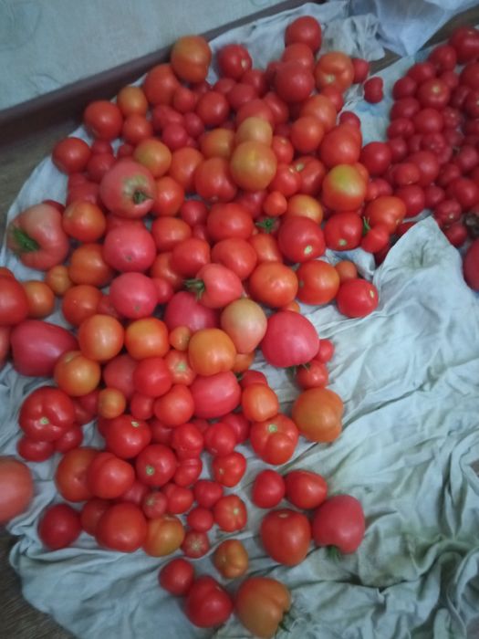 Продаю помидоры домашние
