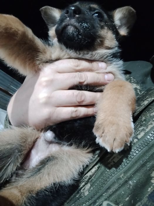 Щенок немецкой овчарки