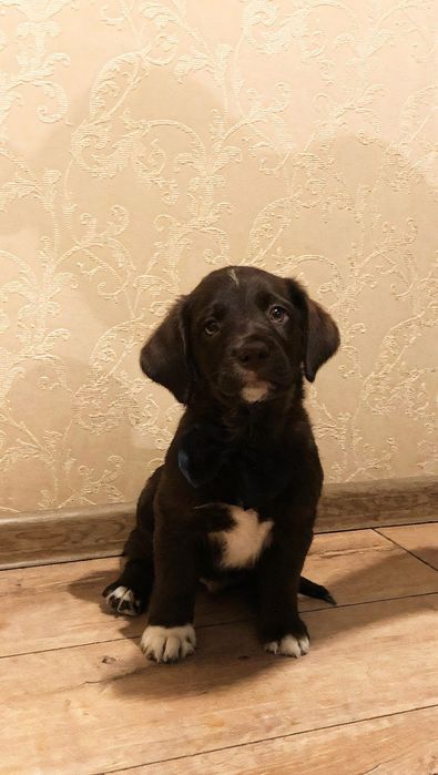 Отдам в добрые руки