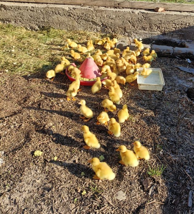 Vând boboci de rațe rasa Pekin