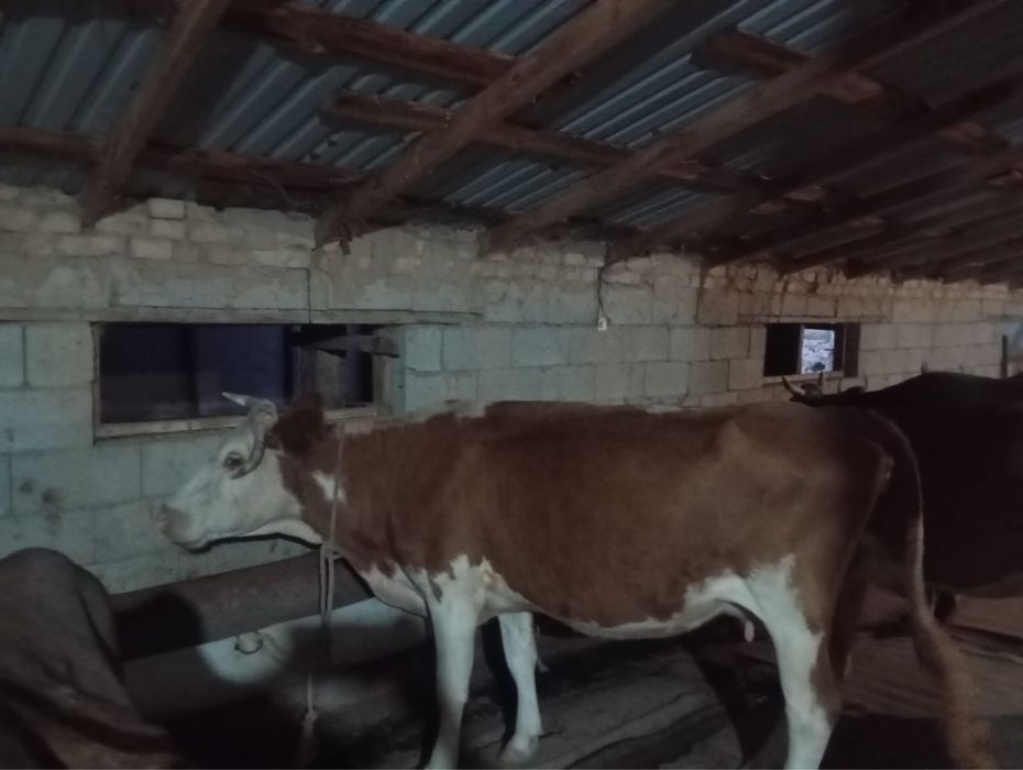 Продам коровы срочно