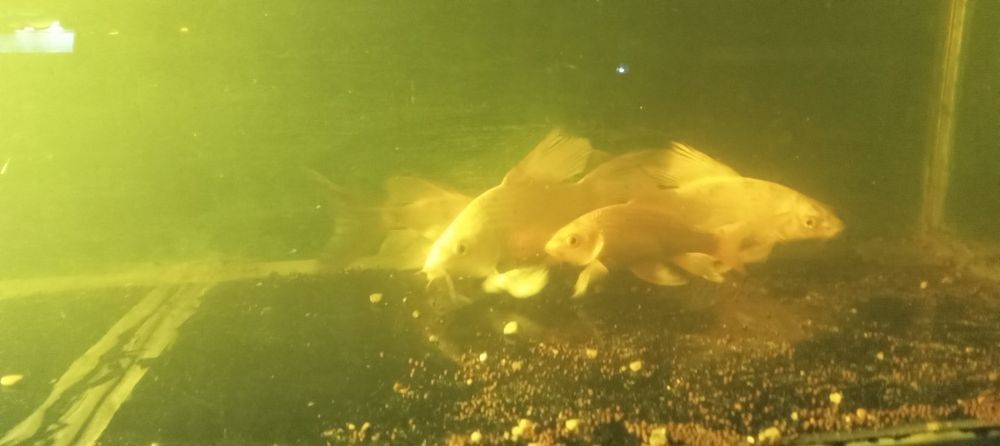 Продаются рыбы КОИ