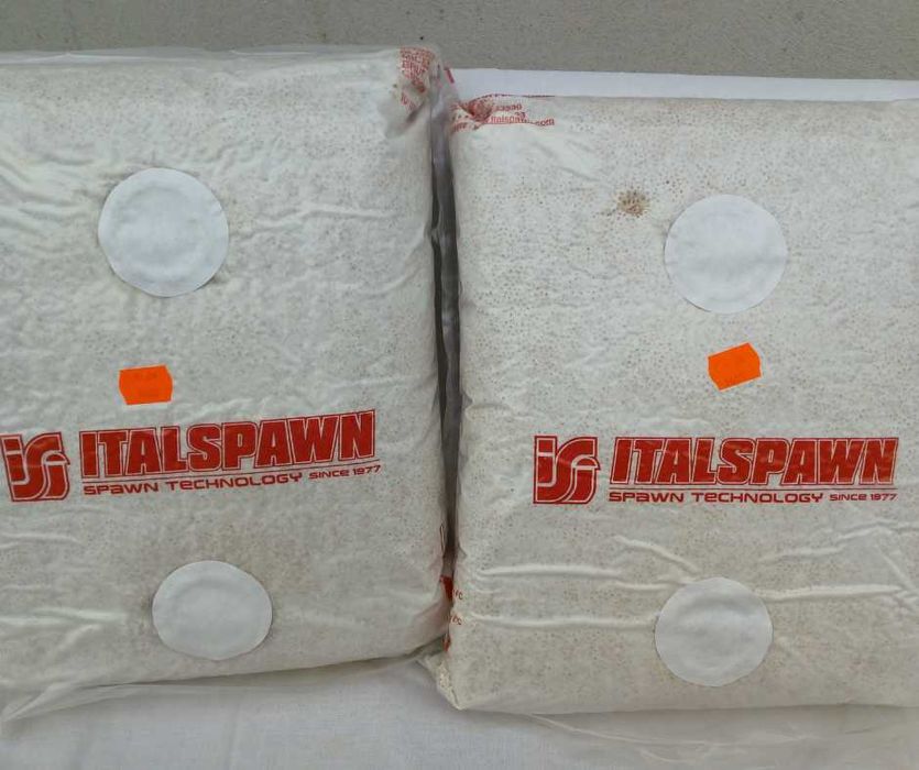 Miceliu Pleurotus – Calitate Premium Italspawn