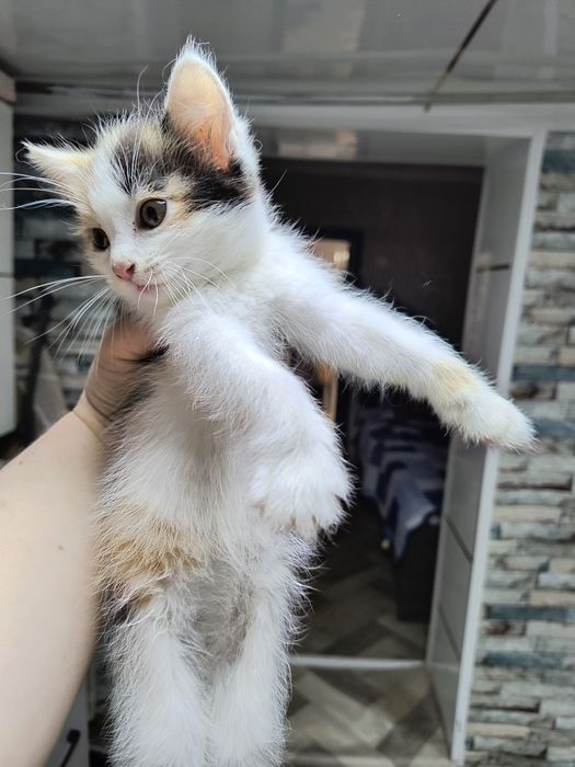 Отдам котят в хорошие руки