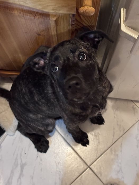 Подарък кученце!