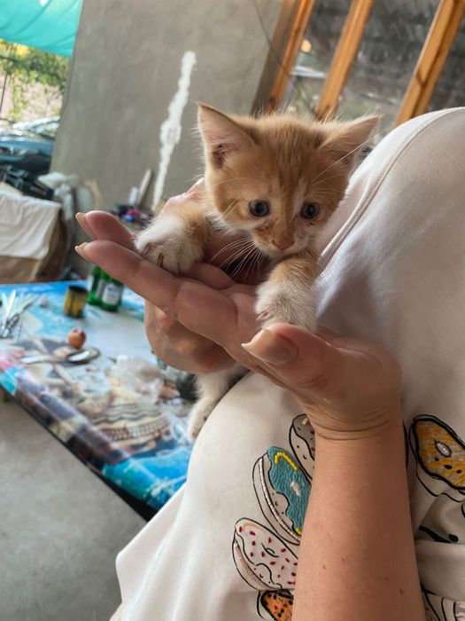 Котята девочки очень милые