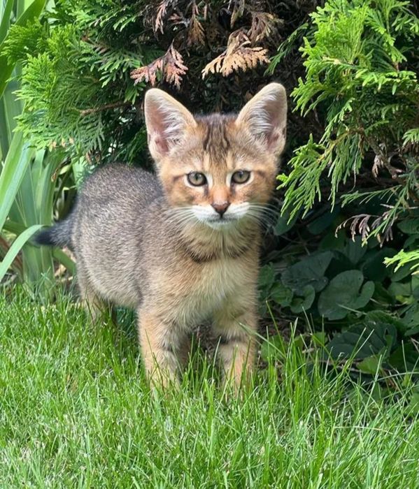 Аби и Чаузи SBT готовы к переезду