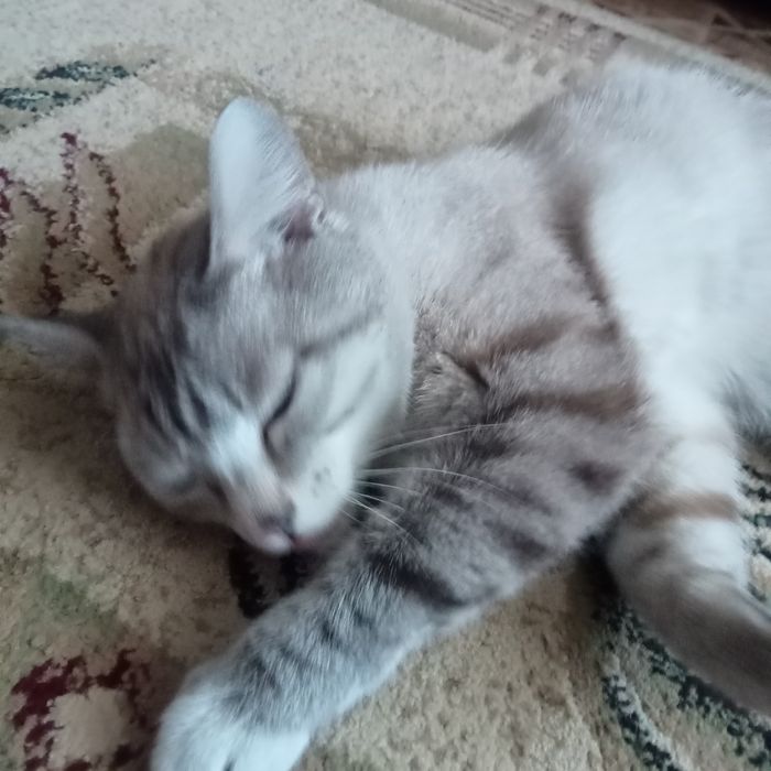 Отдам в хорошие, добрые руки.и