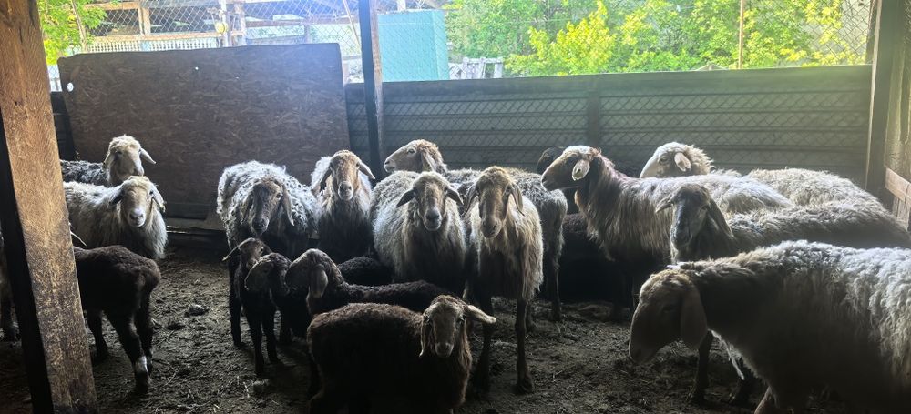 Сатылатын қозылы қойлар бар