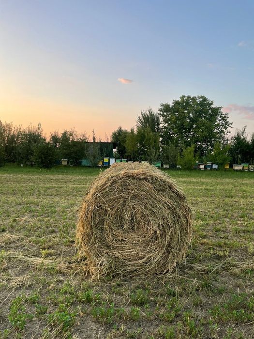 Vând baloți  lucernă și otavă