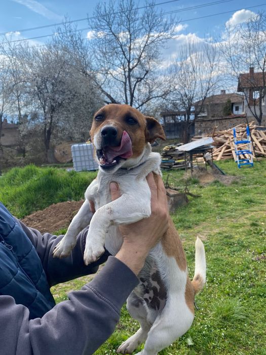 Продавам мини Джак Ръсел