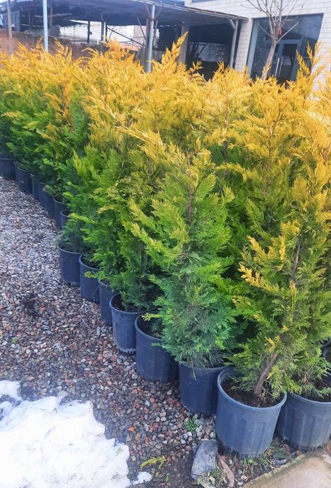 Туркиядан келтирилган аризониски кипарис Узмизада йетиштирилган арча