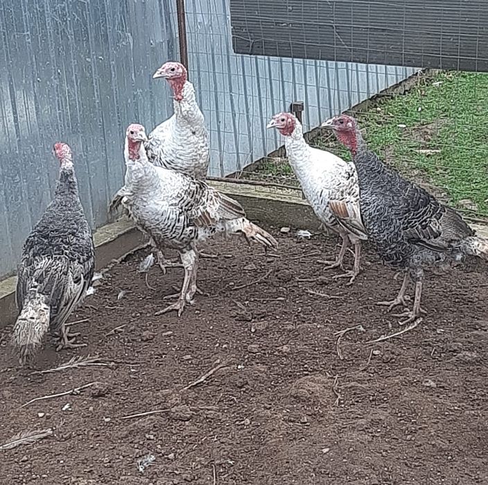 Curci si curcani taranesti