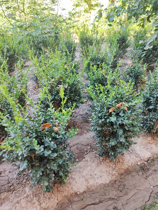 Shamshod koʻchatlari