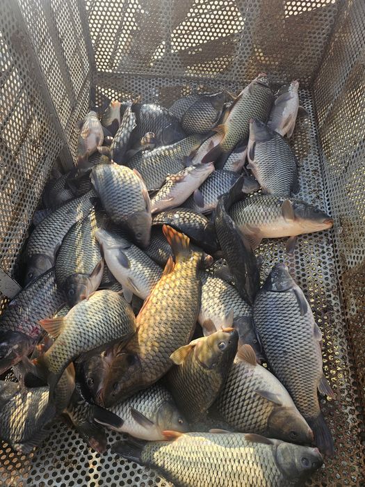 Puiet de crap piscicultura