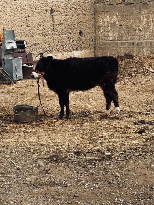 Бузау сатылады урғашы