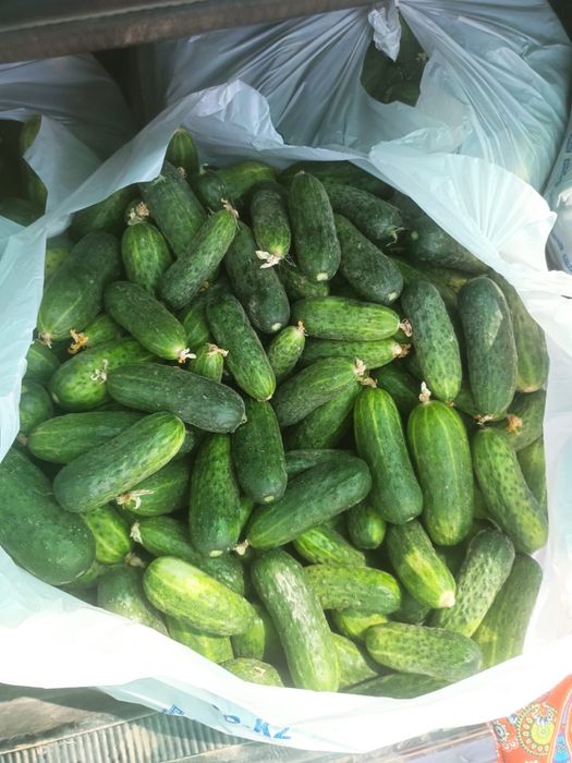 Продам огурцы грунтовые