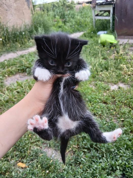 Отдам катят в добрые руки