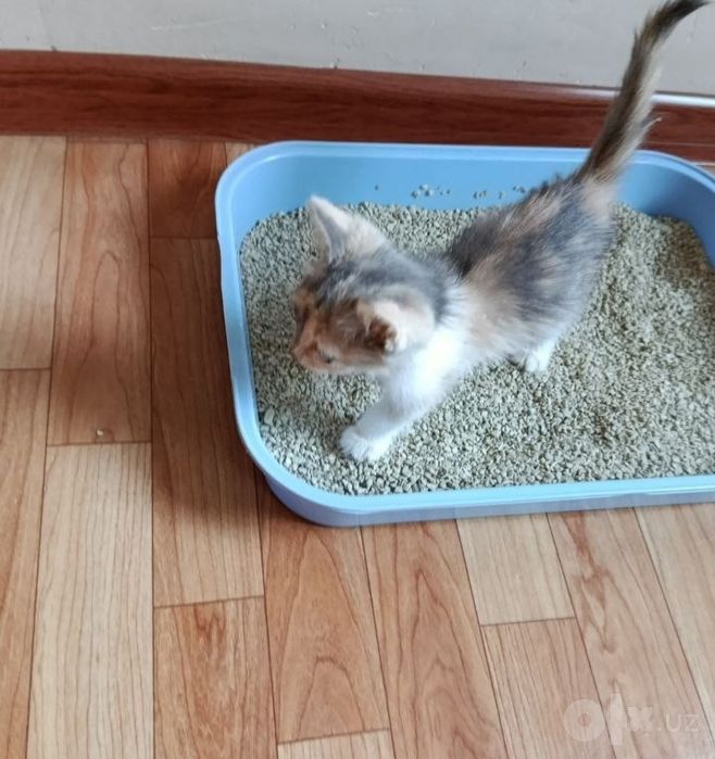 Котята в добрые руки.