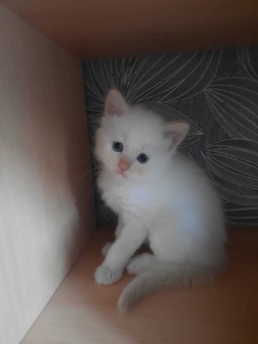 Отдам в добрые руки котят