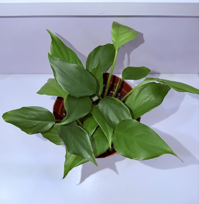 Аглаонема, комнатные растения, комнатные цветы