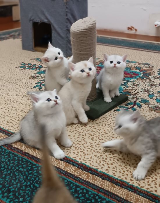 Продаётся Котята шиншилла