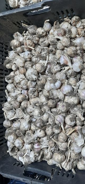 Vand USTUROI românesc!!!