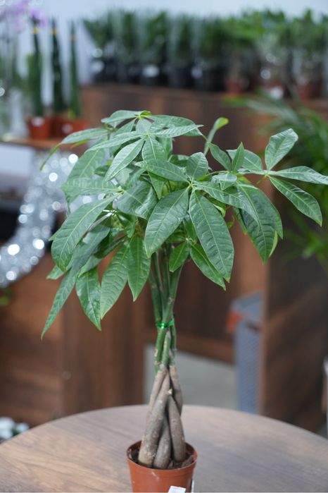 Пахира Актавика 55 см