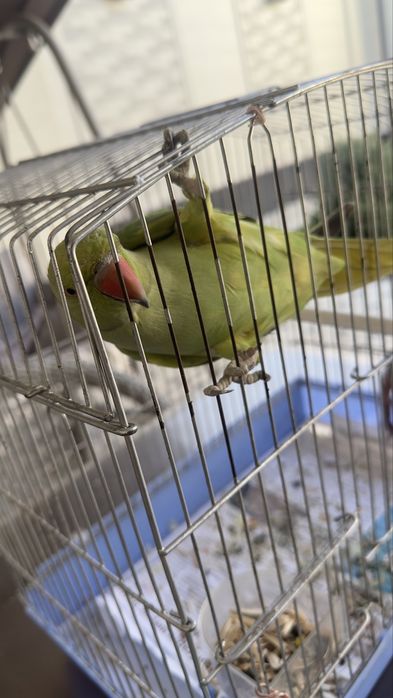 Totiqush sotiladi angelina ruchnoy