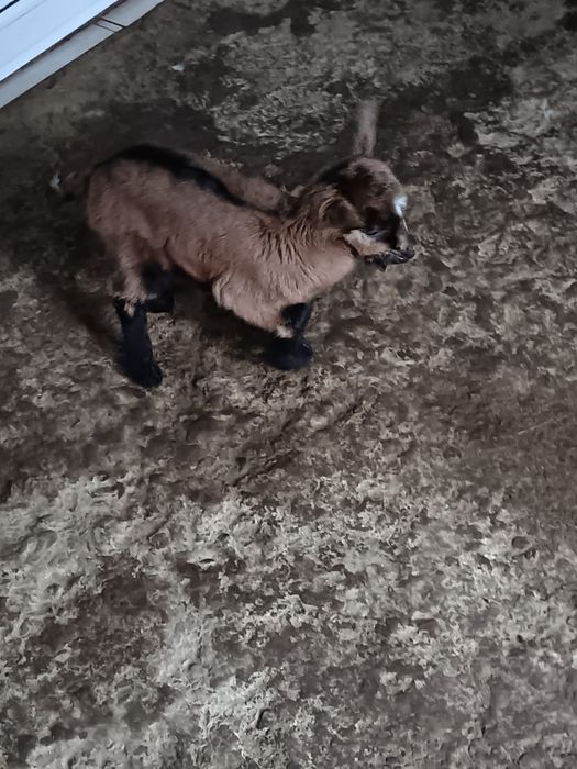 Vând o fetiță și un băiat, alpini francezi!