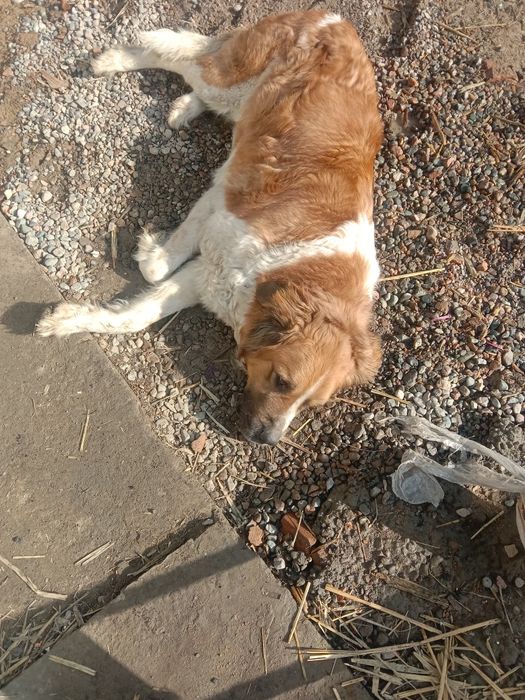 Московская сторожевая