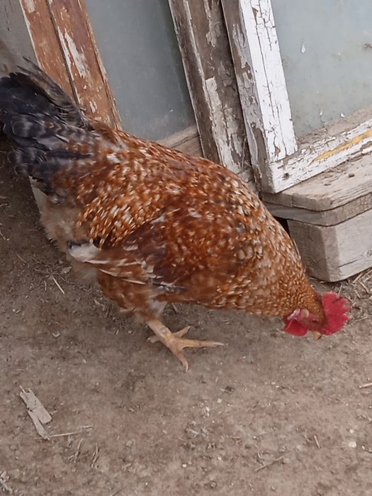 Атештер сатылады