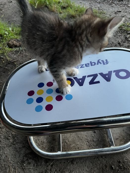 Отдам котенка 2 месяца
