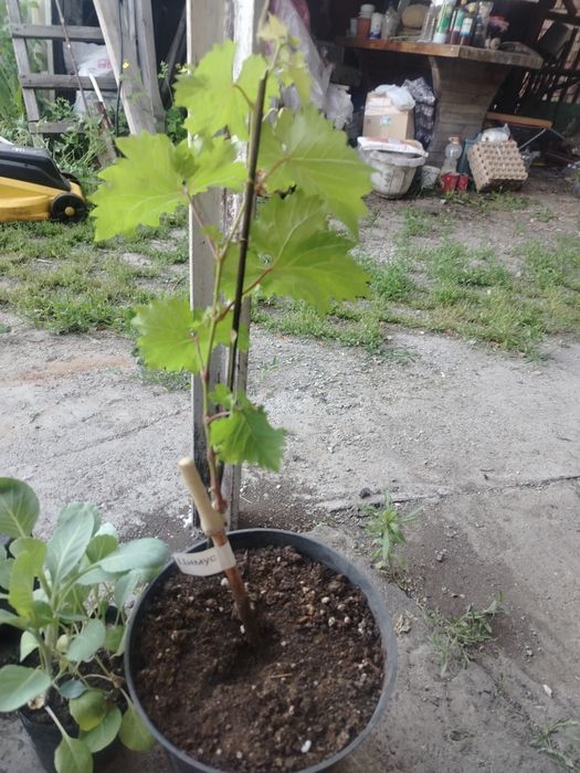 Виноград цимус продам
