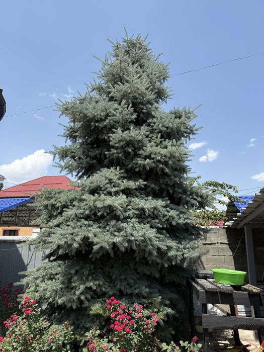 Продам Голубую Ель